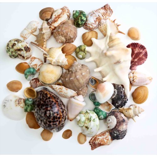 デコレーションシェル L 【富士商】