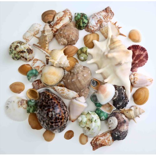 デコレーションシェル M 【富士商】